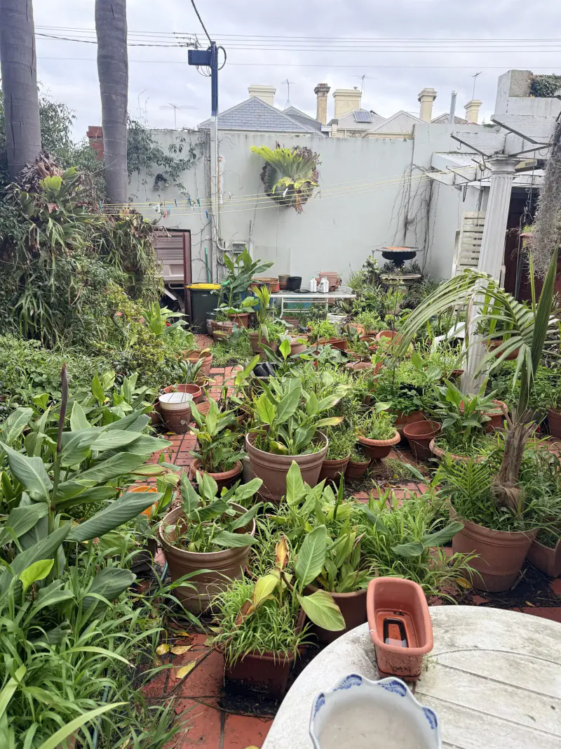 A brick courtyard filled with dozens of potted plants, overgrown foliage and garden clutter